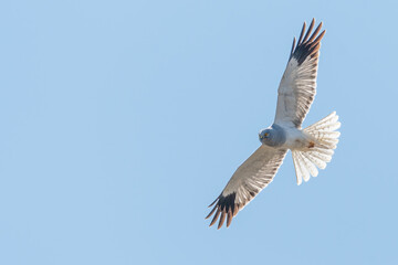 Male hen harrier (Circus cyaneus) isolated flying against a blue sky, Benbecula, Outer Hebrides, Scotland.