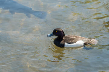 Male Tufted duck, Aythya fuligula, swimming in the River Wye at Bakewell in Derbyshire