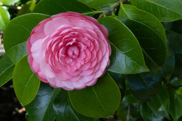 FLOR DE CAMELIA EN EL ARBUSTO. CAMELLIA