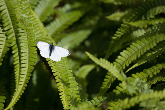 Small White, Pieris rapae, resting on a fern in the spring sunshine in Scotland