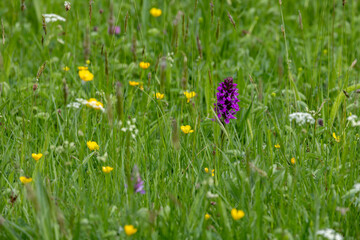 An Early Purple Orchid, Orchis mascula, flowering near Carsington Water in Derbyshire