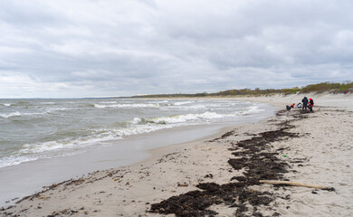 Storm on Baltic Sea. Waves, Windy day. People looking for amber after storm on coast.