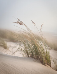 Obraz premium Trawy na wydmach nad morzem, tapeta, dekoracja.