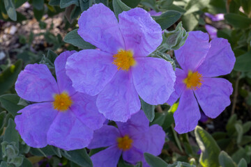 CUATRO FLORES. CINCO PÉTALOS DE COLOR MORADO. EL CENTRO DE LAS FLORES ES AMARILLO. HOJAS VERDESF...