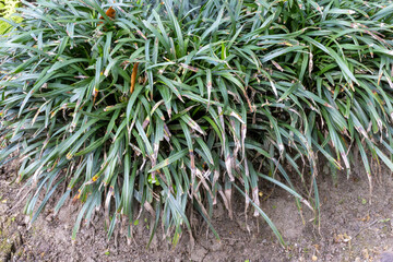 PLANTA VERDE. HOJAS LARGAS.  liriope, muscari,