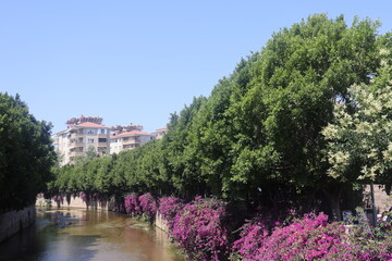 Bougainvillea blooms along the banks of the Obacay River in Alanya, Turkiye, June 2024