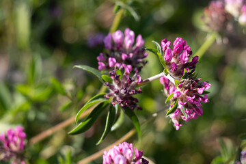 Obraz premium PLANTA CON FLORES DE COLOR ROSA. PEQUEÑAS. VULNERARIA. ATHYLLIS VULNERARIA.