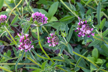 PLANTA CON FLORES DE COLOR ROSA. PEQUE&Ntilde;AS. VULNERARIA. ATHYLLIS VULNERARIA.