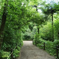 明治神宮御苑内の遊歩道
