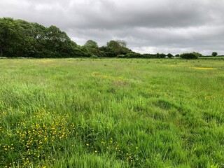 Grass field in May with woodland in the background, North Yorkshire, England, United Kingdom