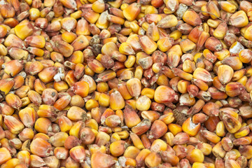 ripe corn scattered yellow grain close-up