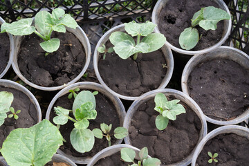 young sprouts of watermelons and melons grow in cups, seedlings