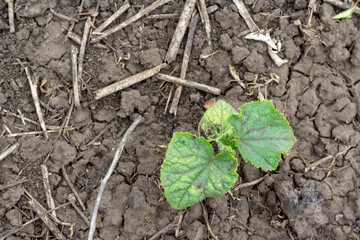 Cucumber bushes affected by diseases are poorly developed