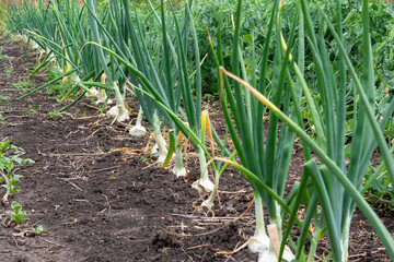 Obraz premium a row of large white onions growing out of the ground