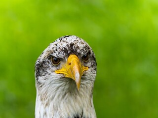 American bald eagle portrait. close-up view, its intricate feathers and distinctive yellow beak showcased against a softly blurred natural backdrop, evoking a sense of wild beauty.