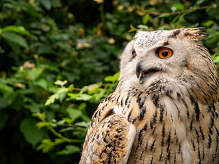 Beautiful eurasian great horned eagle owl portrait. (Bubo bubo) in summer nature, one of the...