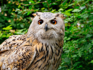 Beautiful eurasian great horned eagle owl portrait. (Bubo bubo) in summer nature, one of the largest species.