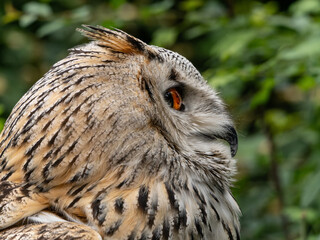 Beautiful eurasian great horned eagle owl portrait. (Bubo bubo) in summer nature, one of the largest species.