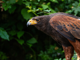 Close up of a Parabuteo unicinctus Harris's Hawk. Golden Eagle - Aquila chrysaetos, flying over grassy area
