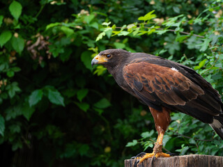 Close up of a Parabuteo unicinctus Harris's Hawk. Golden Eagle - Aquila chrysaetos, flying over grassy area