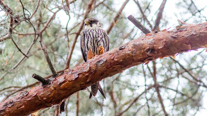 bird on a branch