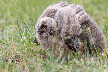 great owl