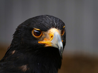 Closeup of a Verreaux's Eagle - Aquila verreauxii.