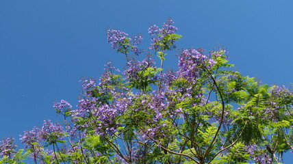 宮崎県日南市南郷のジャカランダ