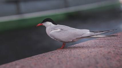 Urban Seabird
