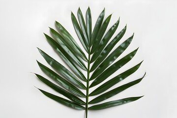 Fototapeta premium Symmetrical Palm Leaf Against White Background