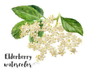 A detailed watercolor illustration featuring elderberry flowers and berries depicted in a natural and vibrant style, showcasing the plants beauty and diversity