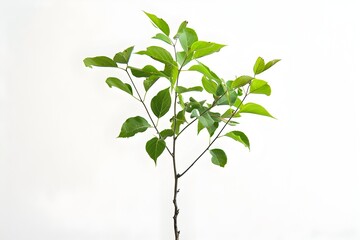Fototapeta premium Closeup of a Thriving Sapling with Green Leaves on White Background