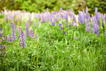 purple flowers in the garden