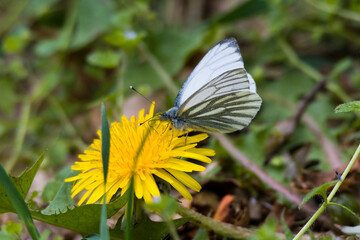 Grünader-Weißling ( Pieris napi ) an Löwenzahn