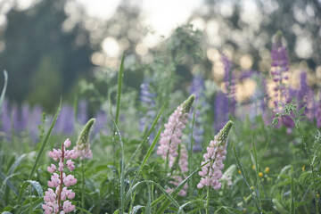 view of the lupine field background