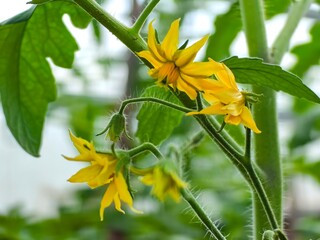 Flowering tomatoes in the greenhouse