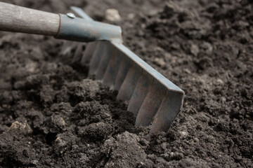Loosening the soil with a rake, preparing for planting seedlings