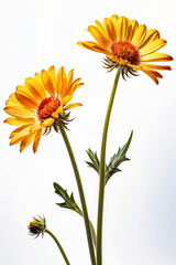 Naklejka premium yellow daisy flower