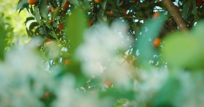 Orange fruits on a lush tree with blurred green leaves in the foreground. Warm sunny orchard with ripe kumquats.