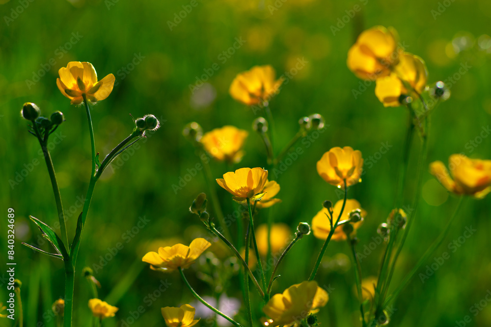 Wall mural Wild yellow flower on the field