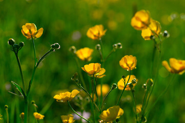 Wild yellow flower on the field