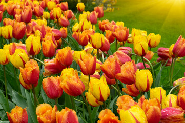 Tulips in the park in the sunlight