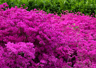 Flowers in the park in spring