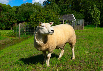 Sheep grazing  on a farm