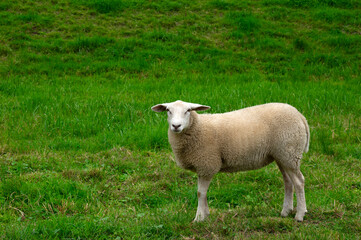 Sheep grazing  on a farm