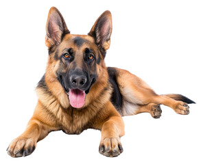 PNG Joy German Shepherd mammal animal pet.