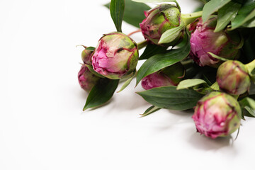 Peonies on a white background, white background with space for text and flowers, white background with flowers 