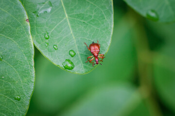 A cute orange beetle on a bright green leaf with water droplets in the rainy season.