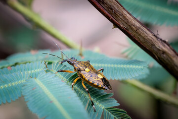 A cute Pentatomomorpha Yellow and black insects with beautiful patterns on leaves in the rainy season in the forest of Thailand.