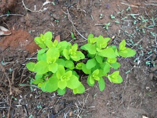 plant